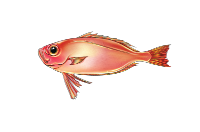 Cá Hồng Mắt To