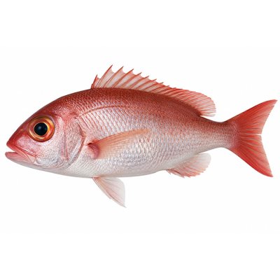 Cá Hồng Mắt To