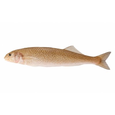 Cá Thằn Lằn (Eso / Lizard Fish)