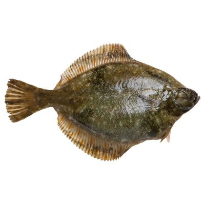 Cá bơn đầu dẹt