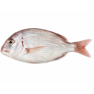 SURIMI CÁ BIỂN